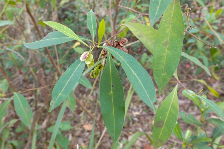 Photo of Dodonaea triquetra (Hop Bush)