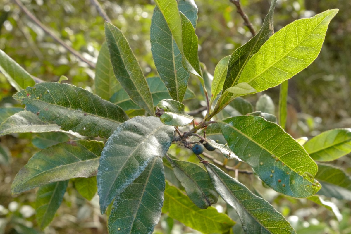 Photo of Elaeocarpus reticulatus