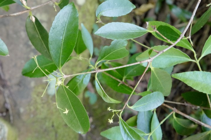 Photo of Elaeodendron australe (Red Olive Berry)