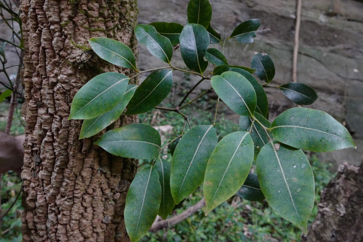 Photo of Endiandra sieberi