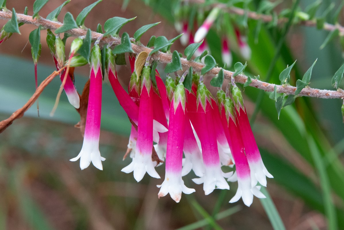 Photo of Epacris longiflora