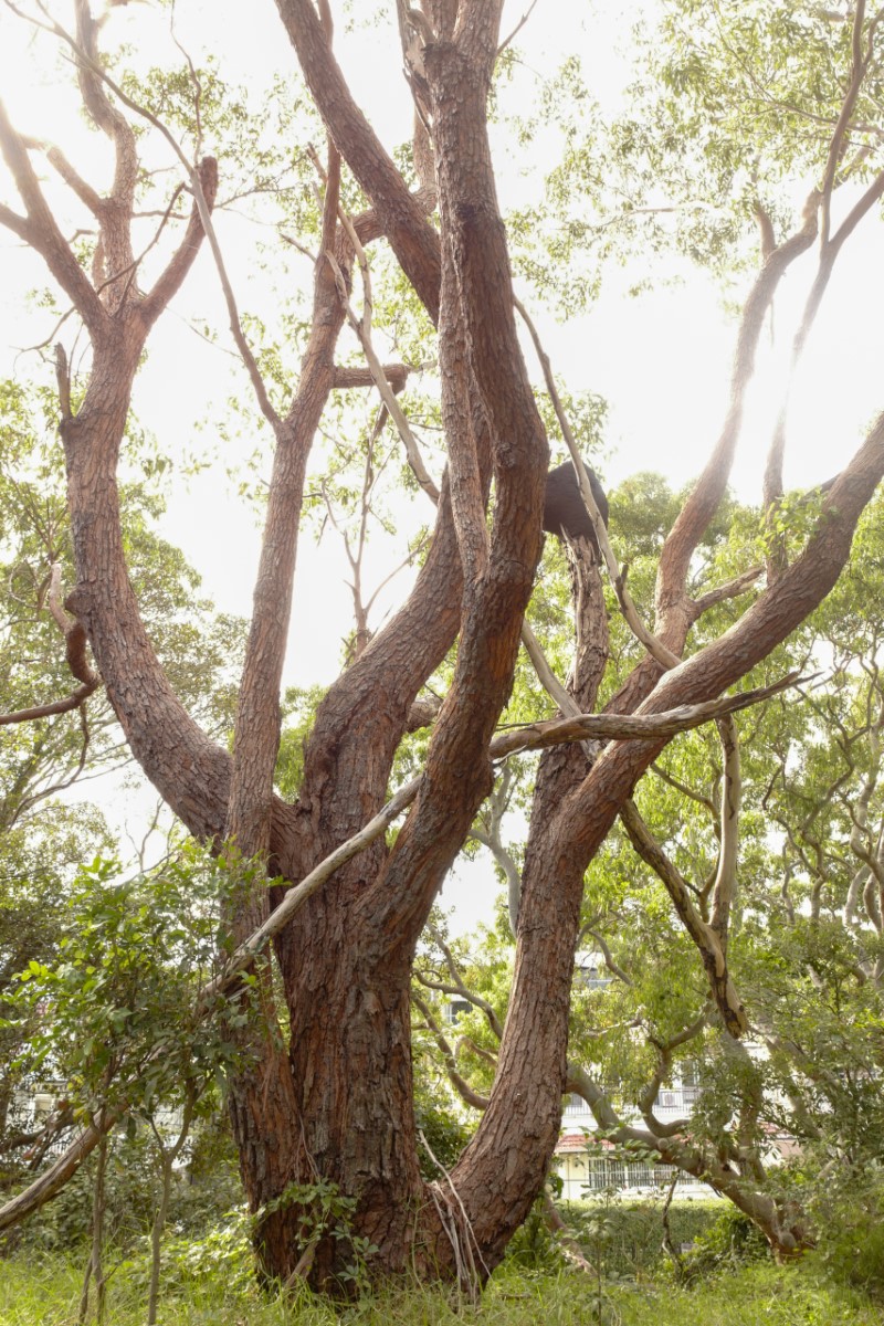 Photo of Eucalyptus botryoides