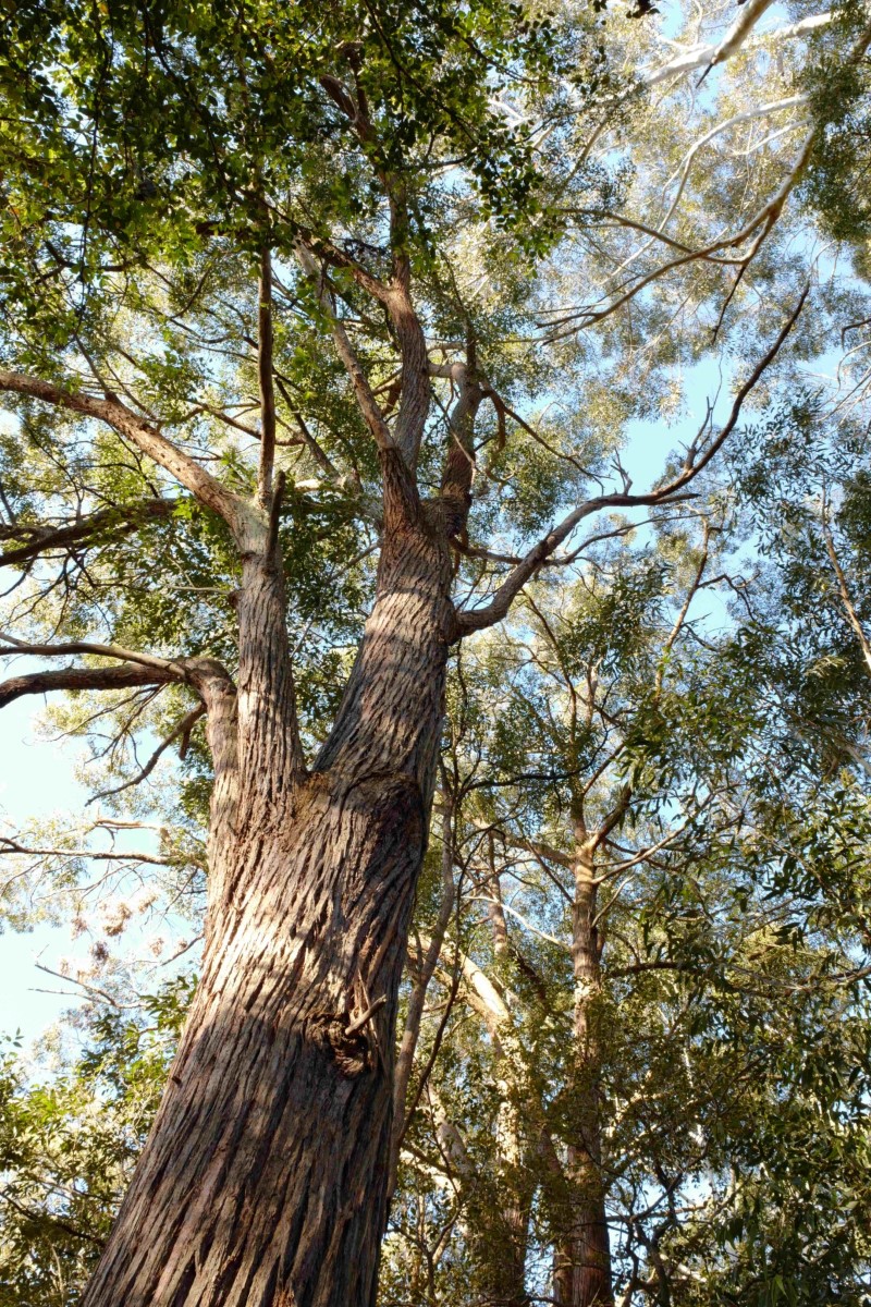 Photo of Eucalyptus microcorys