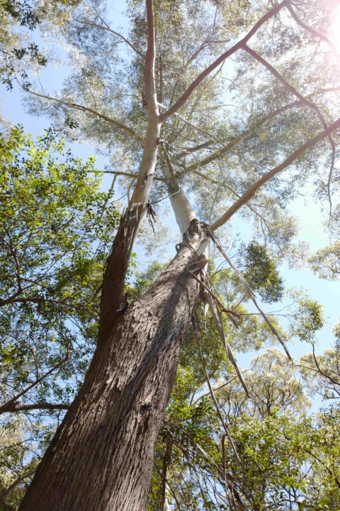 Photo of Eucalyptus pilularis (Blackbutt)