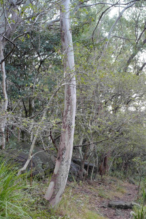 Photo of Eucalyptus punctata (Grey Gum)