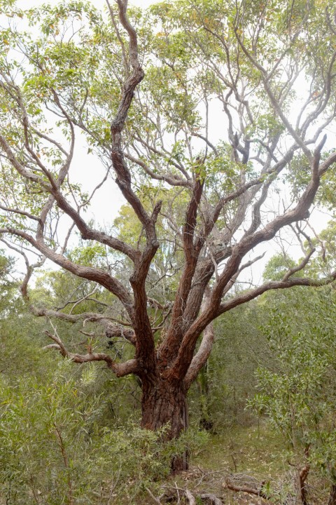 Photo of Eucalyptus robusta (Swamp Mahogany)