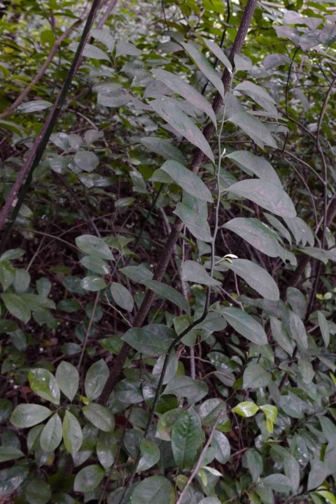 Photo of Eupomatia laurina (Bolwarra)