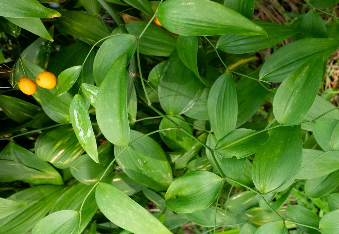 Photo of Eustrephus latifolius