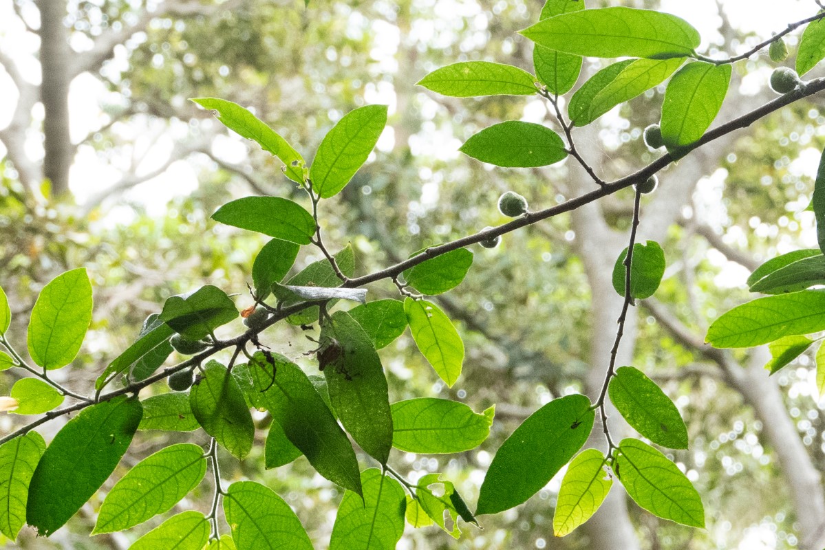 Photo of Ficus coronata