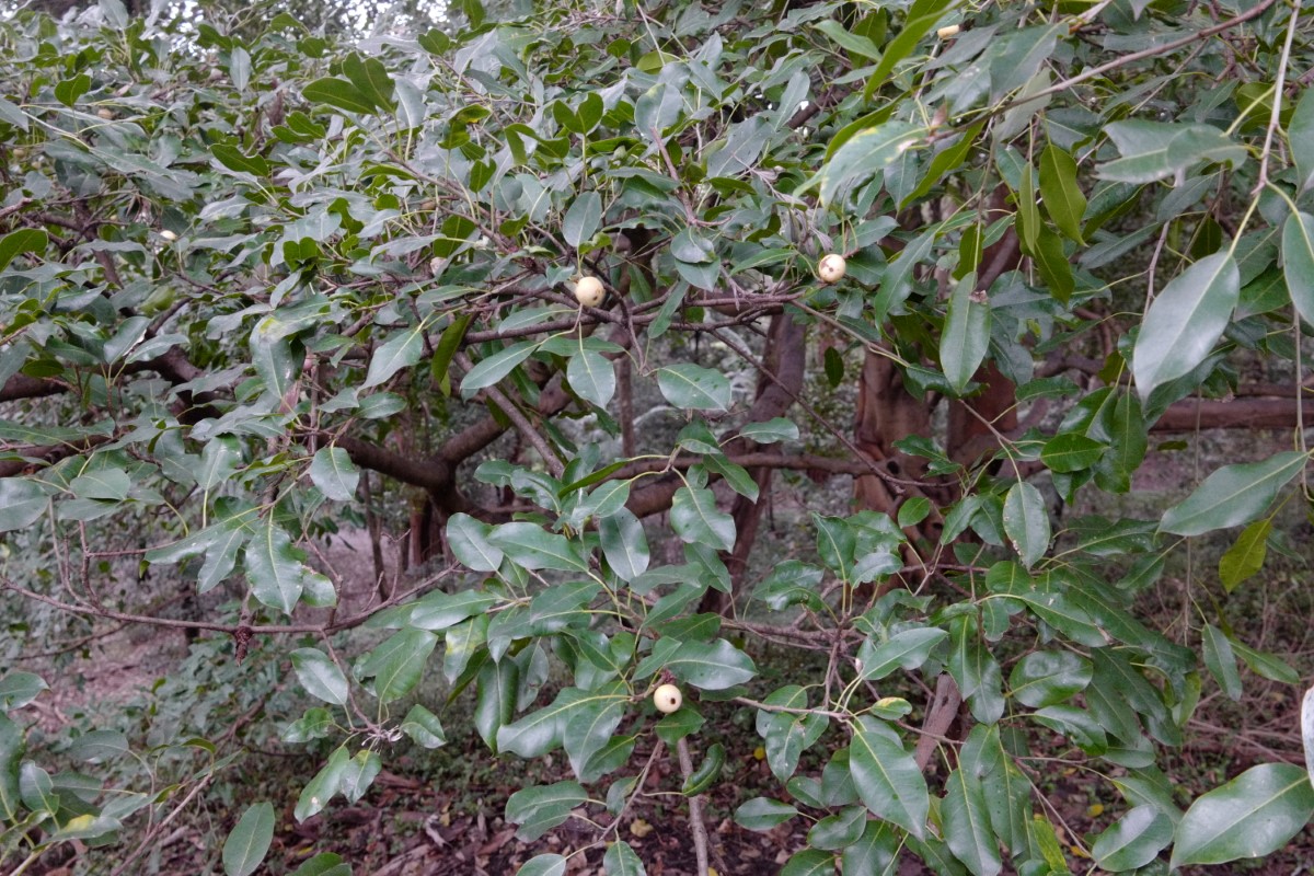 Photo of Ficus henneana