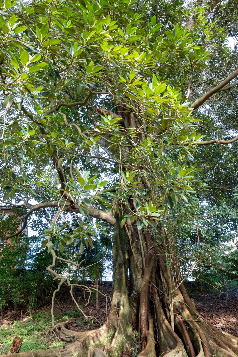 Photo of Ficus macrophylla