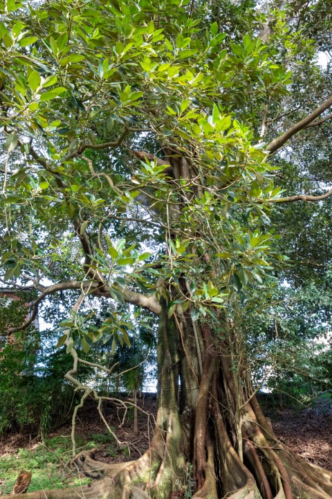 Photo of Ficus macrophylla (Morton Bay Fig)
