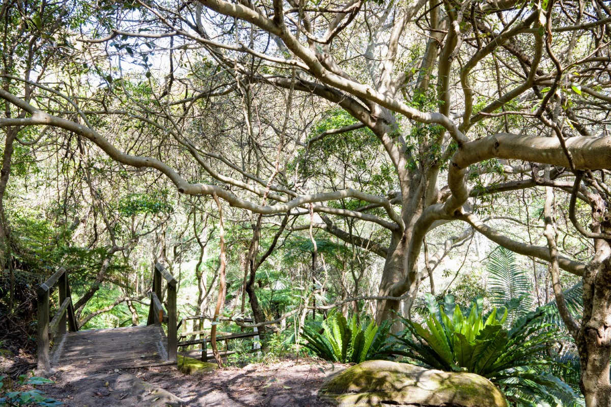 Photo of Ficus rubiginosa