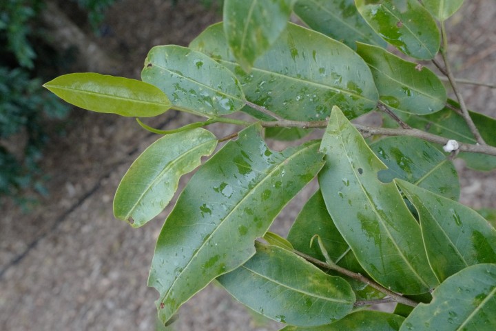 Photo of Geijera salicifolia (Scrub Wilga)