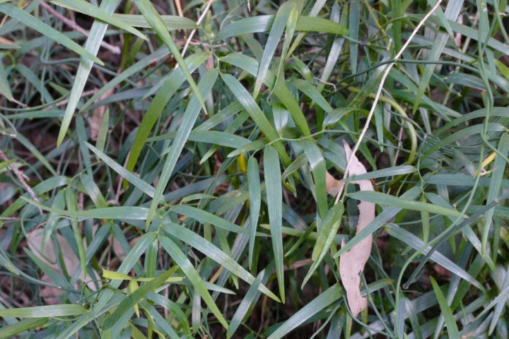 Photo of Geitonoplesium cymosum (Scrambling Lily)