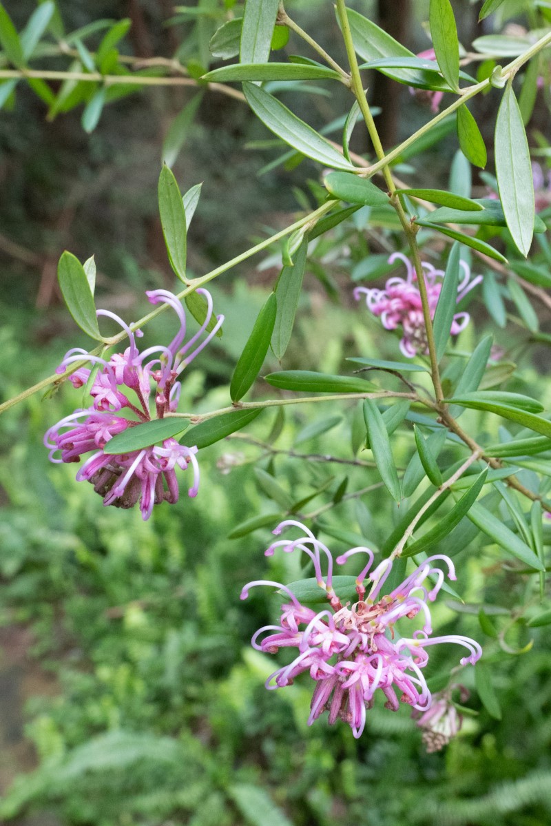 Photo of Grevillea sericea