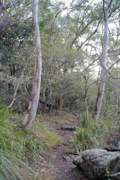 Photo of Angophora Walk in Cooper Park