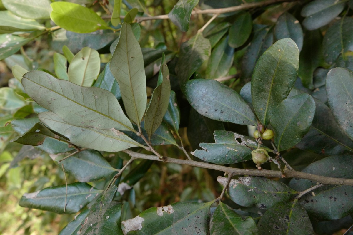 Photo of Guioa semiglauca