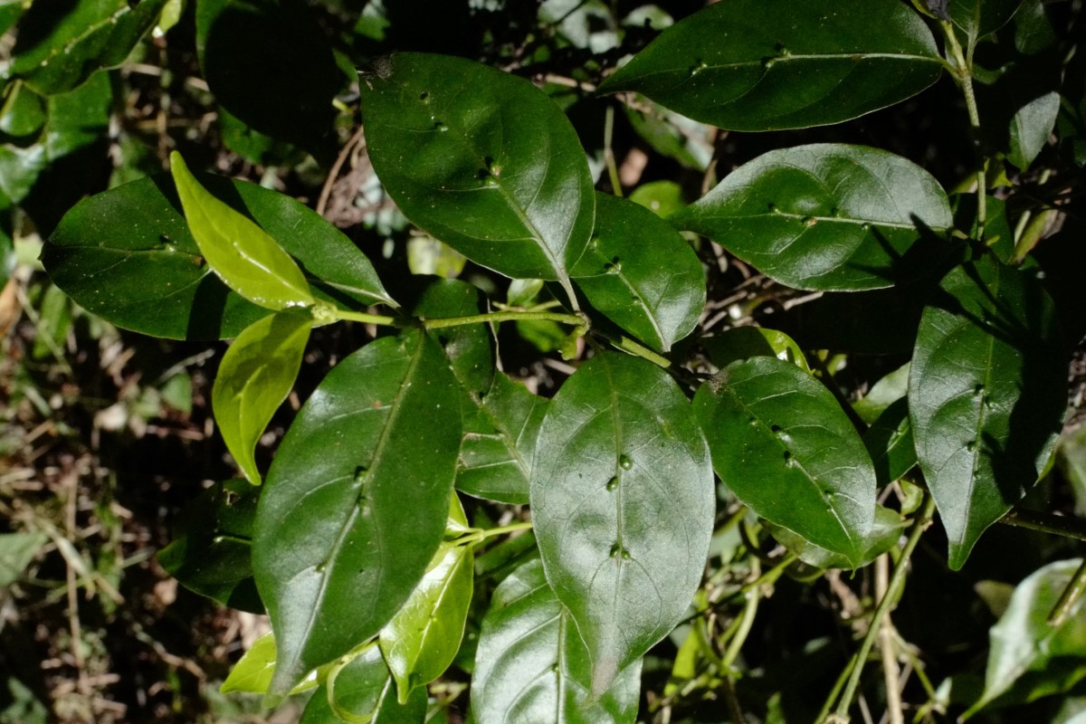 Photo of Gynochthodes jasminoides