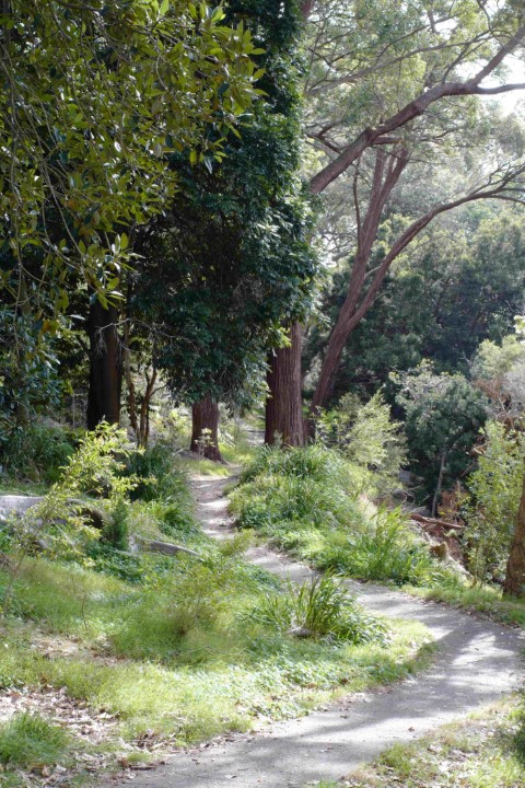 Photo of Angophora Walk in Cooper Park