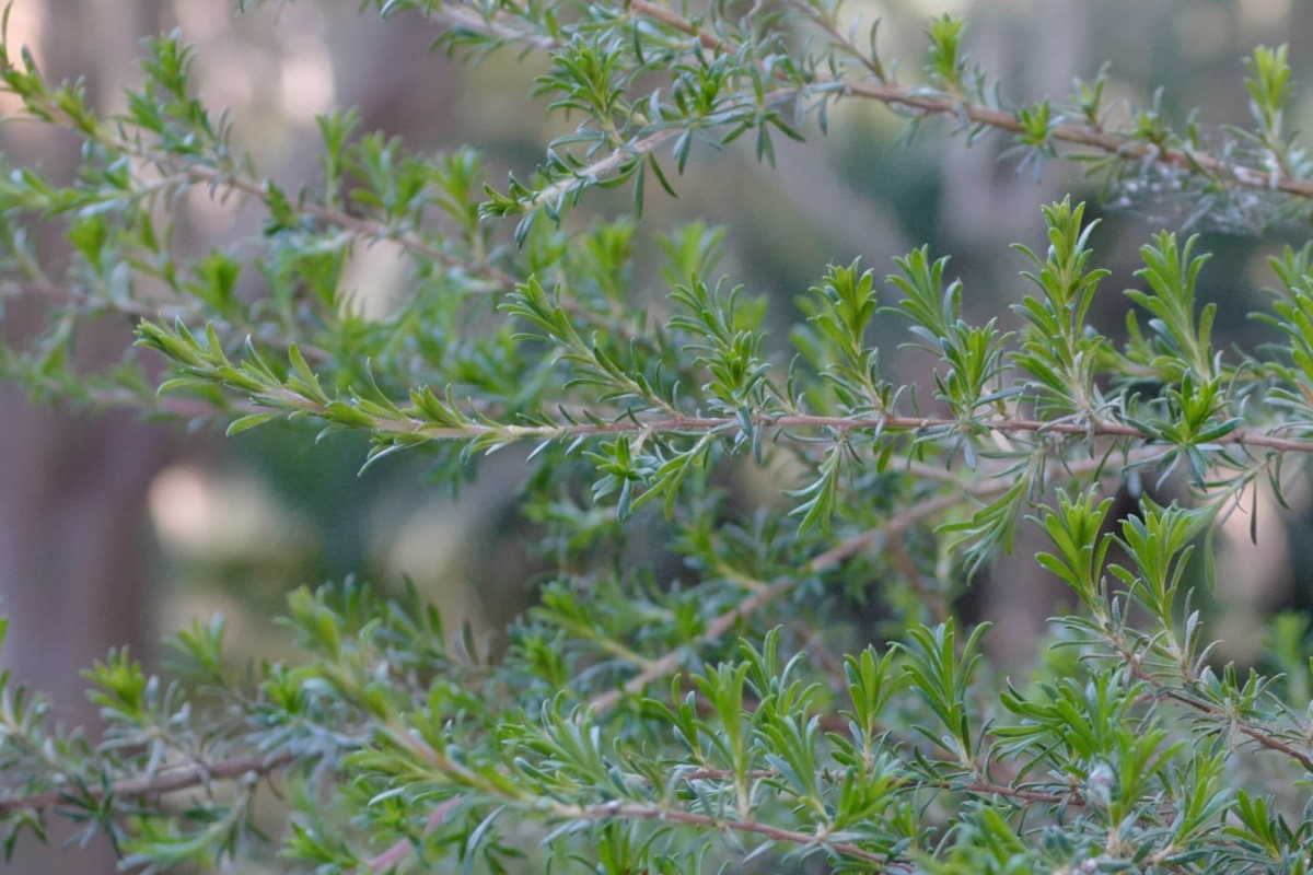 Photo of Kunzea ambigua