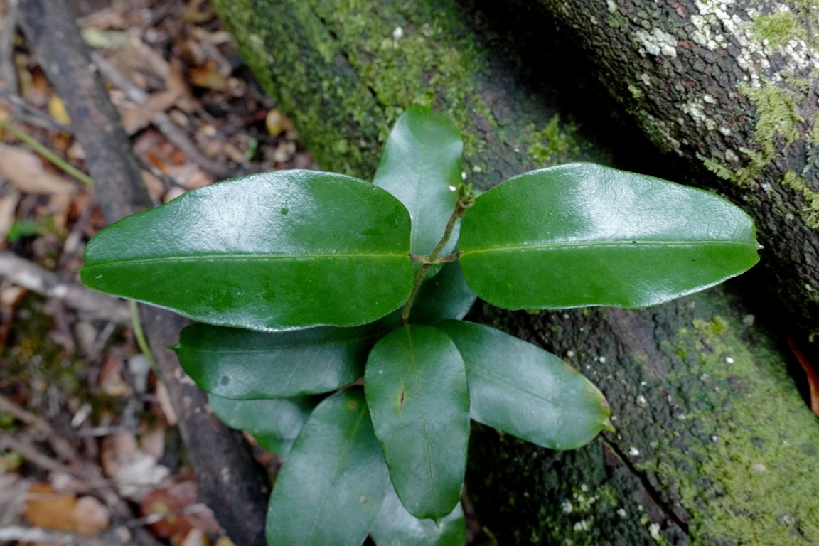 Photo of Leichhardtia flavescens