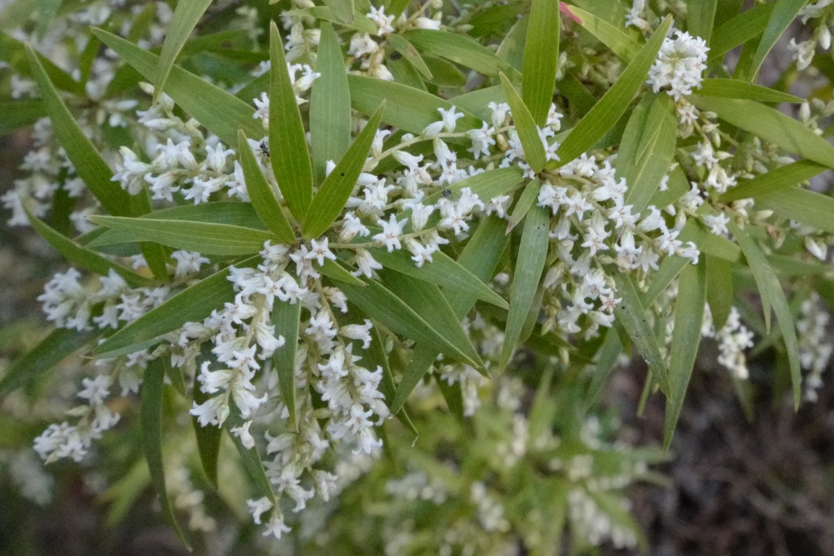 Photo of Leucopogon lanceolatus