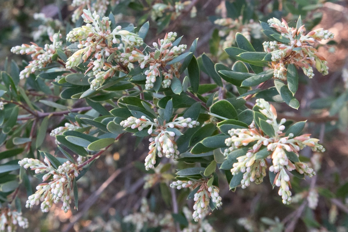 Photo of Monotoca elliptica