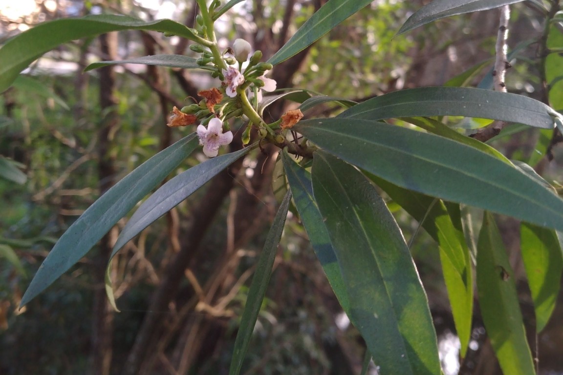 Photo of Myoporum acuminatum