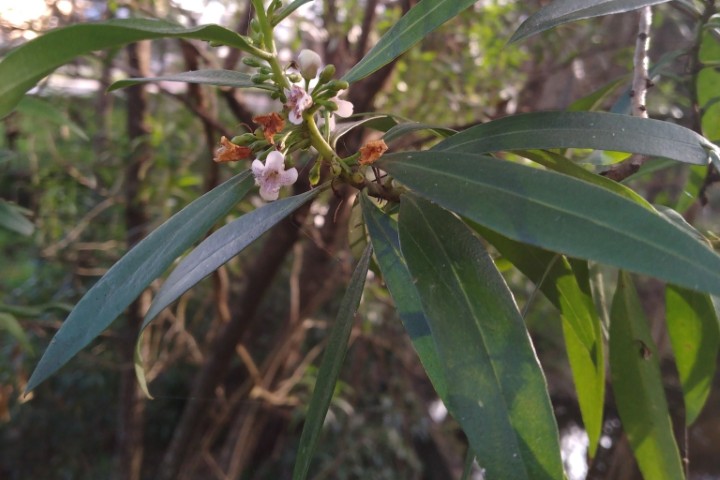 Photo of Myoporum acuminatum (Boobialla)
