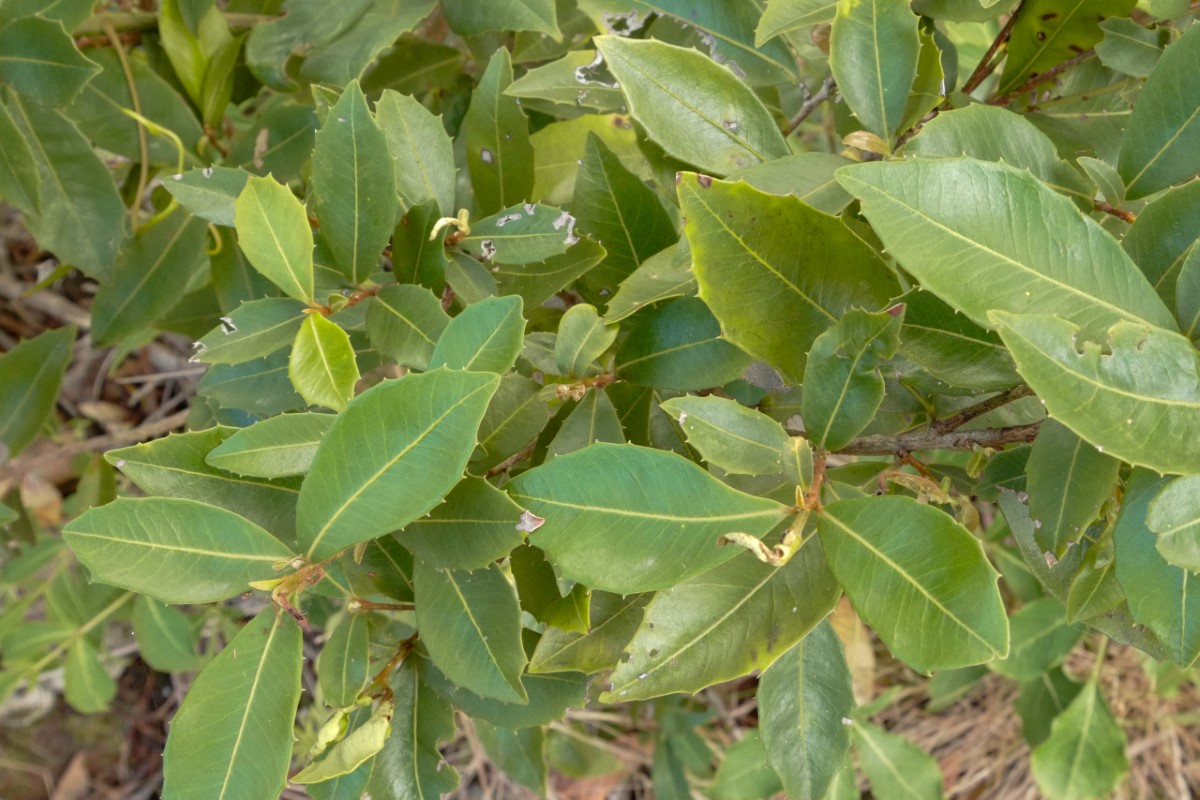 Photo of Myrsine variabilis