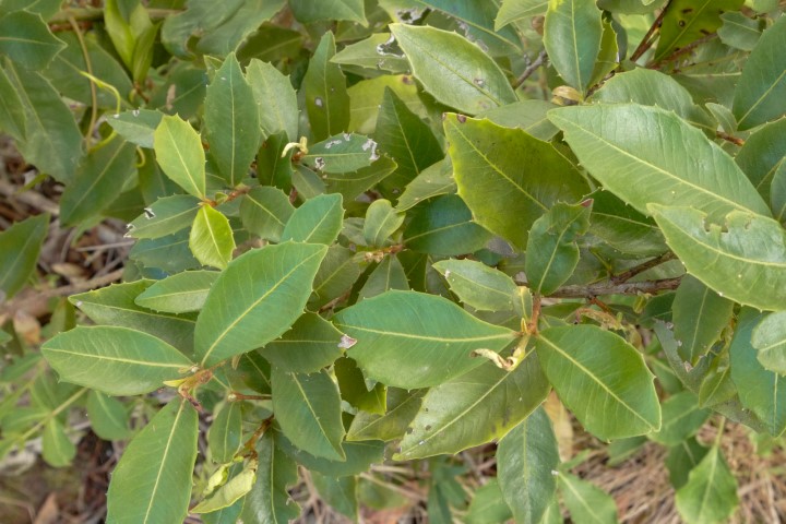 Photo of Myrsine variabilis (Muttonwood)