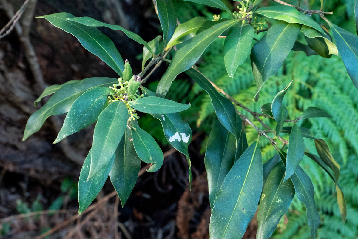 Photo of Notelaea longifolia