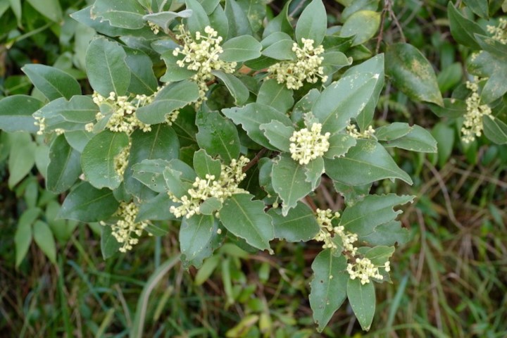 Photo of Notelaea longifolia (Large Mock-olive)