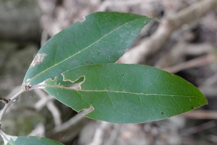 Photo of Notelaea venosa (Veined Mock-olive)