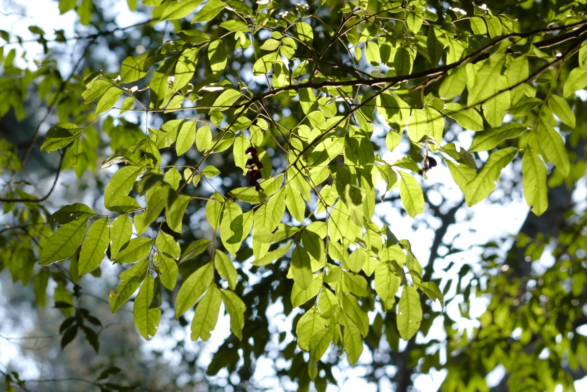 Photo of Pararchidendron pruinosum