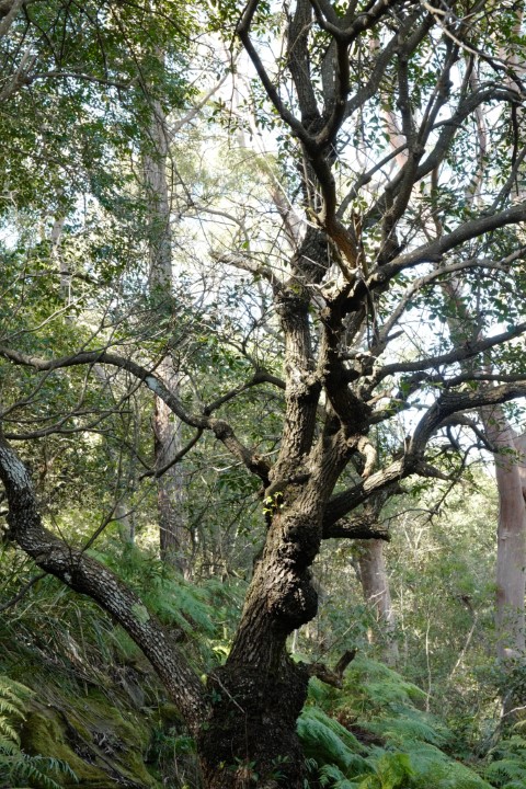 Photo of Angophora Walk in Cooper Park