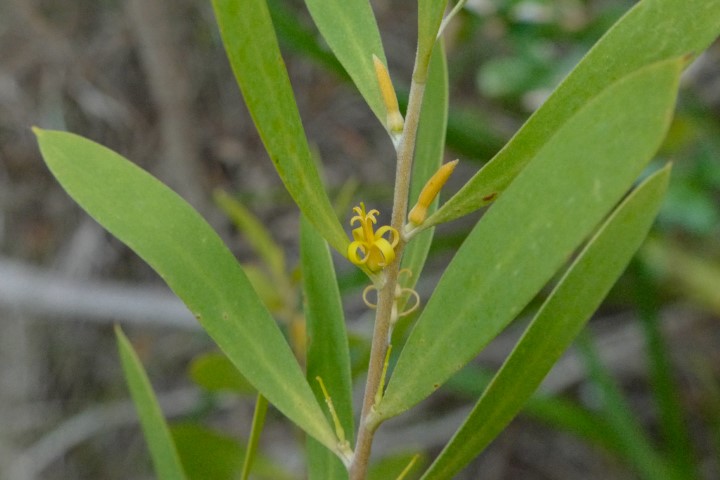 Photo of Persoonia lanceolata (Lance Leaf Geebung)