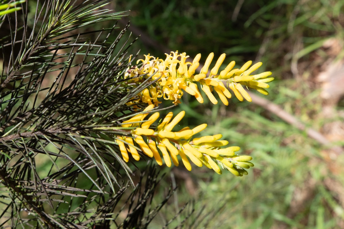 Photo of Persoonia pinifolia