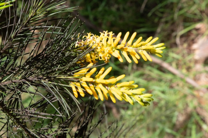 Photo of Persoonia pinifolia (Pine-leaved Geebung)
