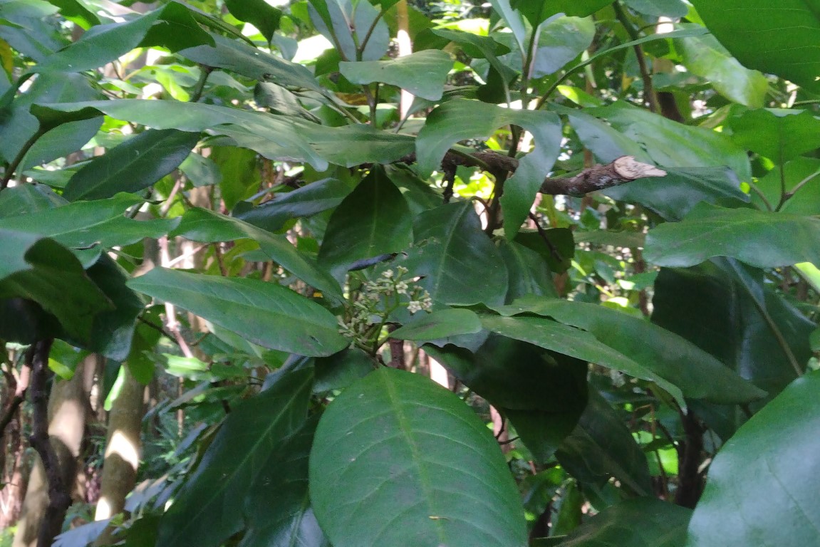 Photo of Pisonia umbellifera