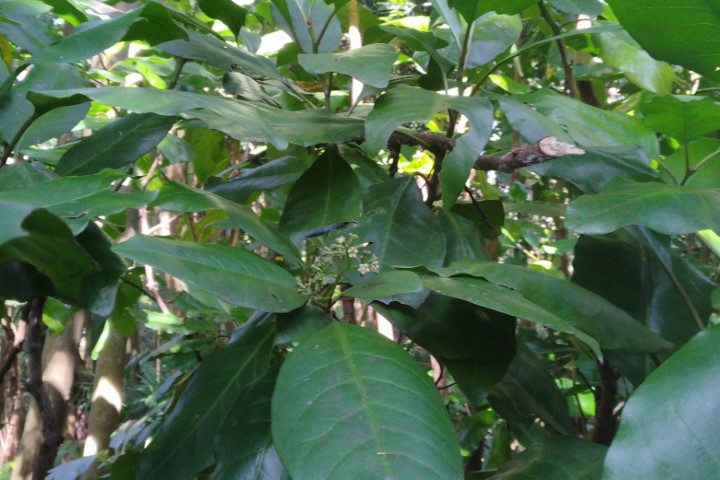 Photo of Pisonia umbellifera (Birdlime Tree)