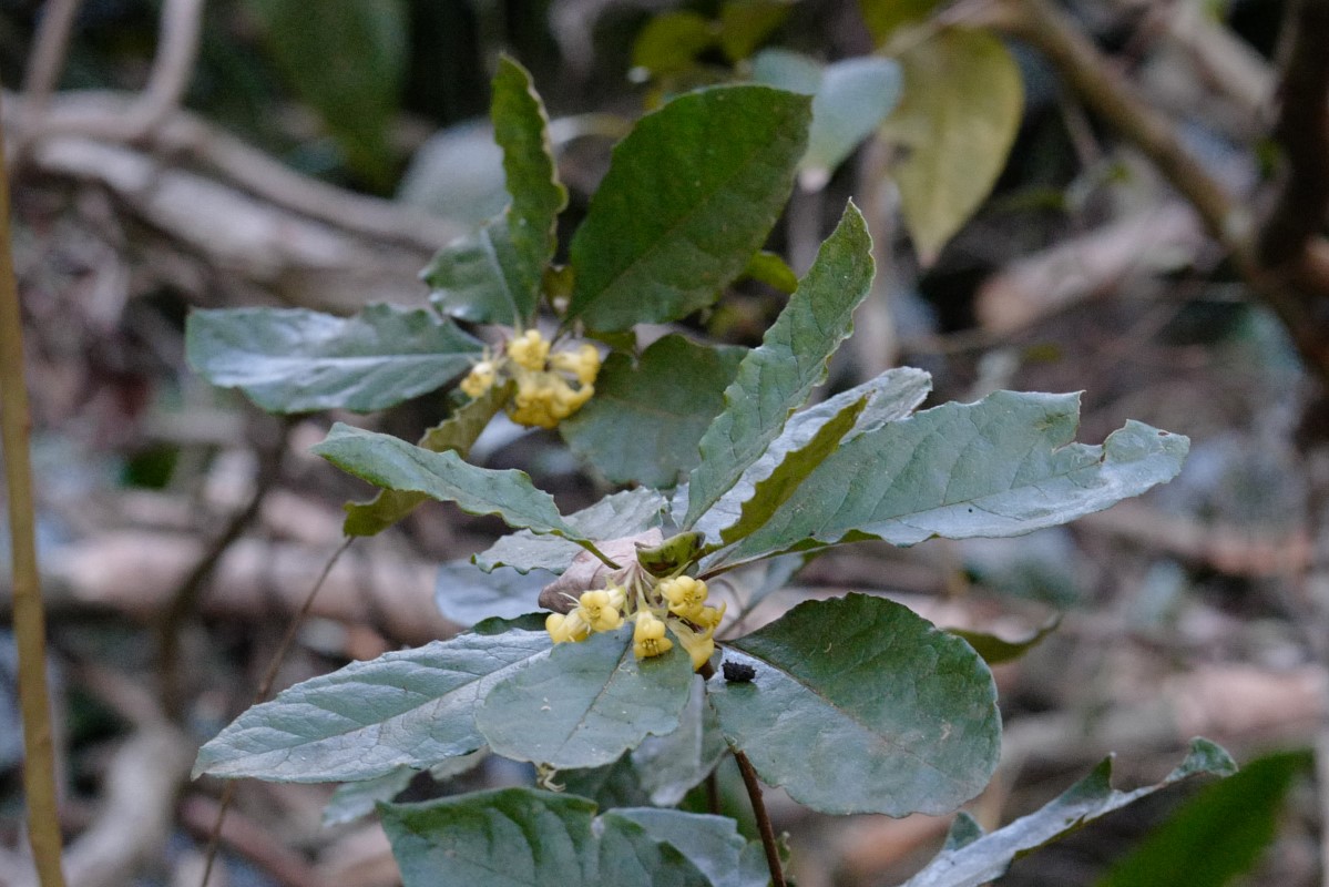 Photo of Pittosporum revolutum