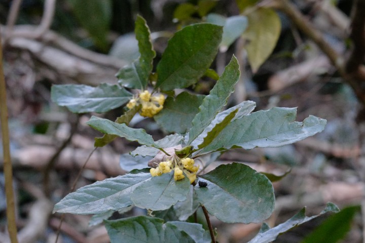 Photo of Pittosporum revolutum (Yellow Pittosporum)