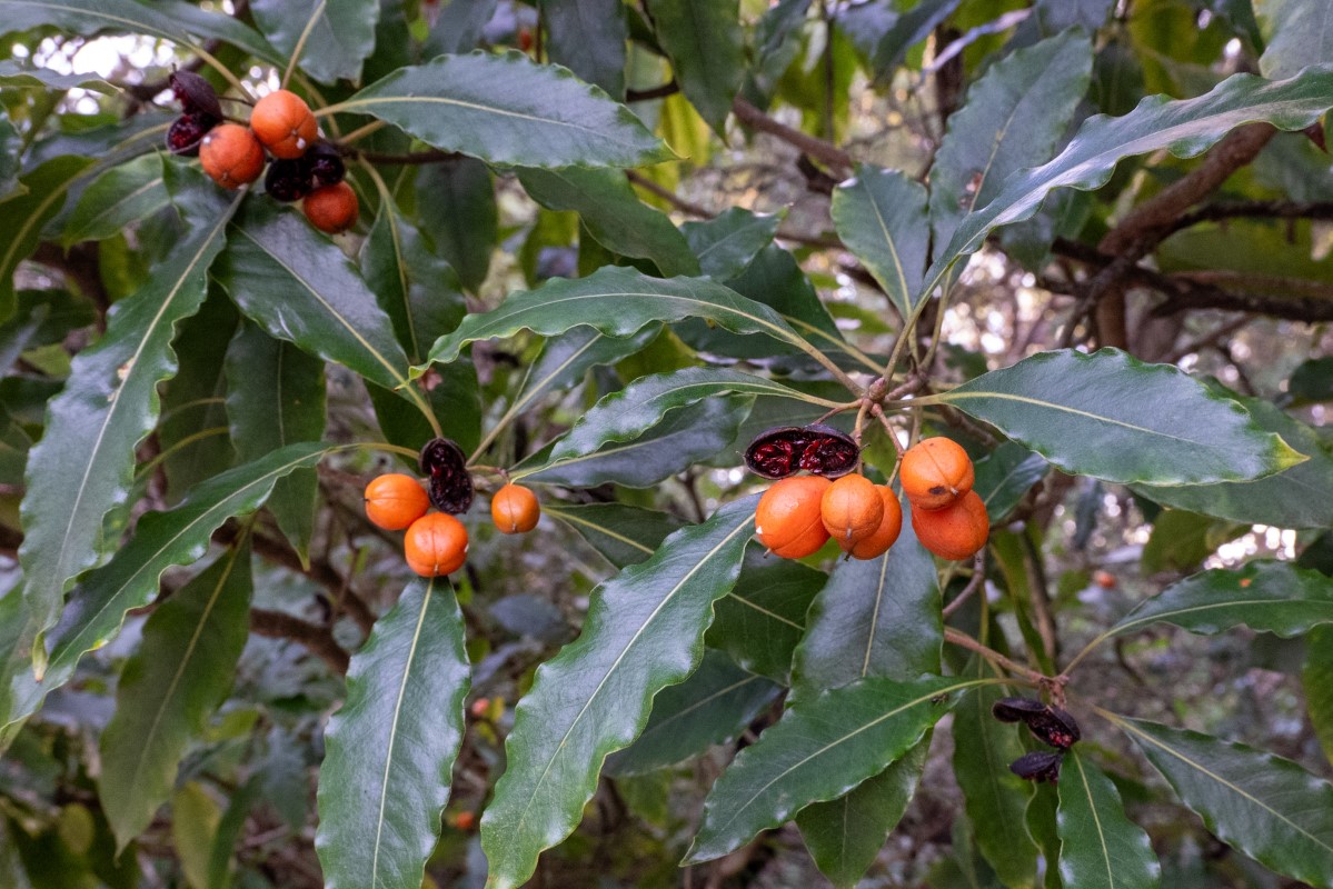 Photo of Pittosporum undulatum