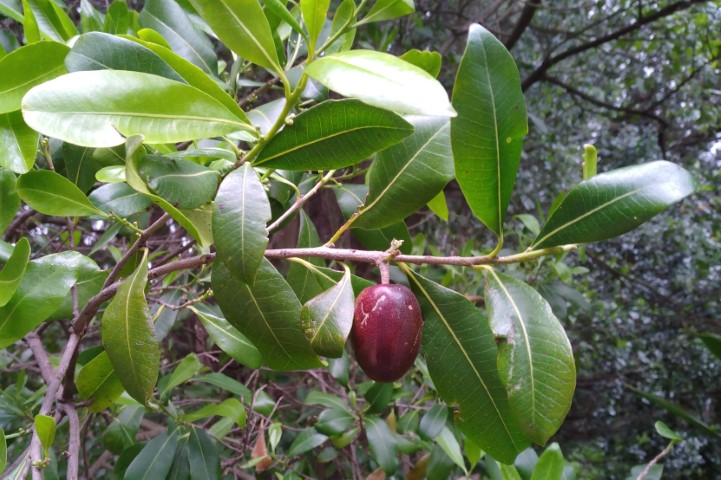 Photo of Planchonella australis (Black Apple)