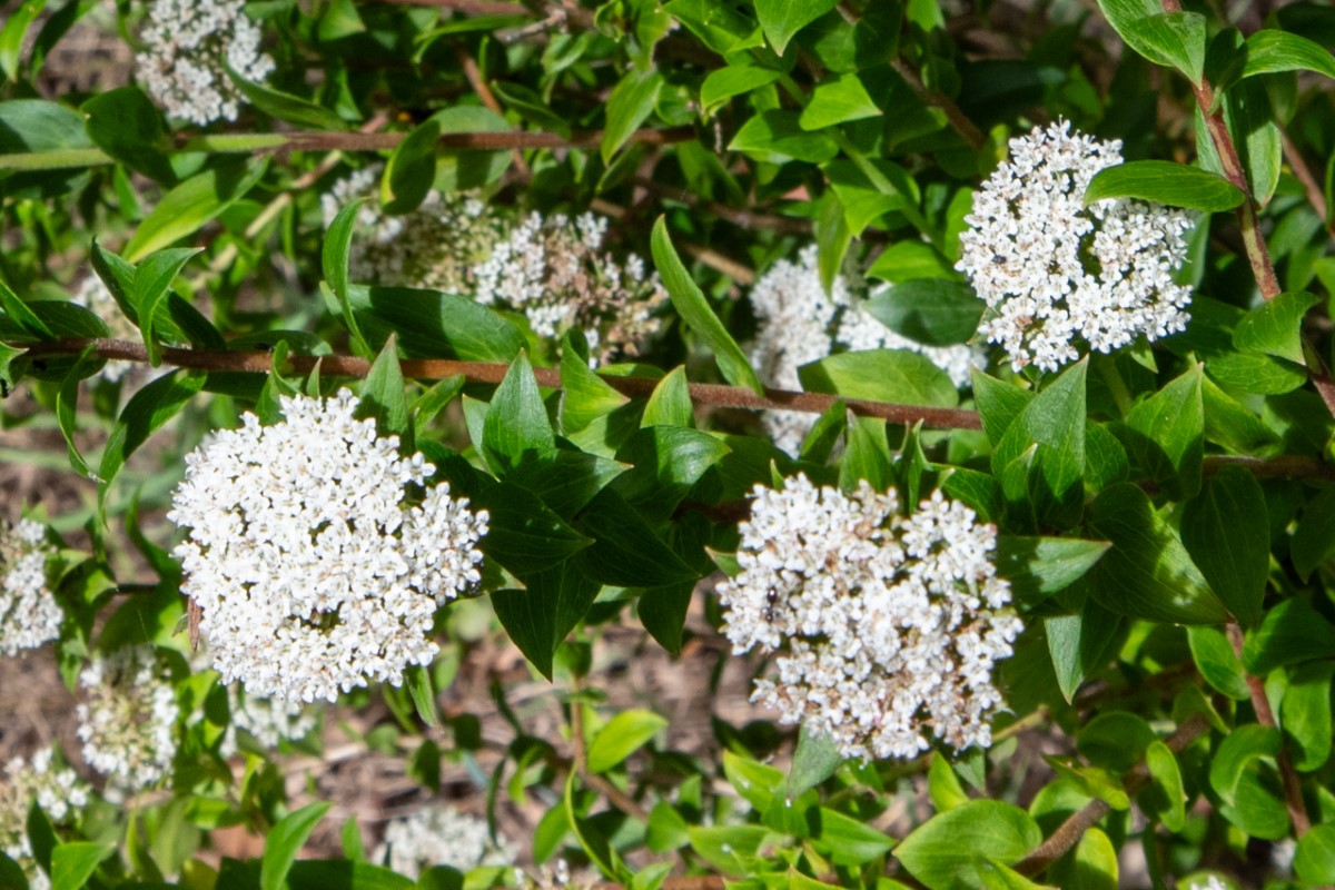 Photo of Platysace lanceolata