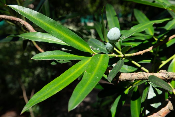 Photo of Podocarpus elatus (Plum Pine)