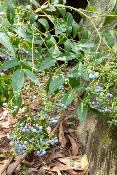 Photo of Polyscias sambucifolia (Elderberry Panax)