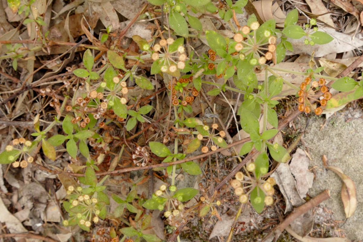 Photo of Pomax umbellata